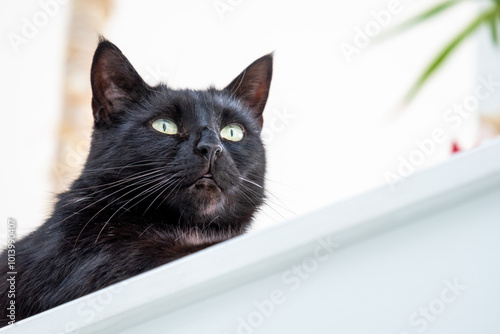 Black cat with bright green eyes looking upwards, curious feline portrait in natural light, domestic pet photography concept photo