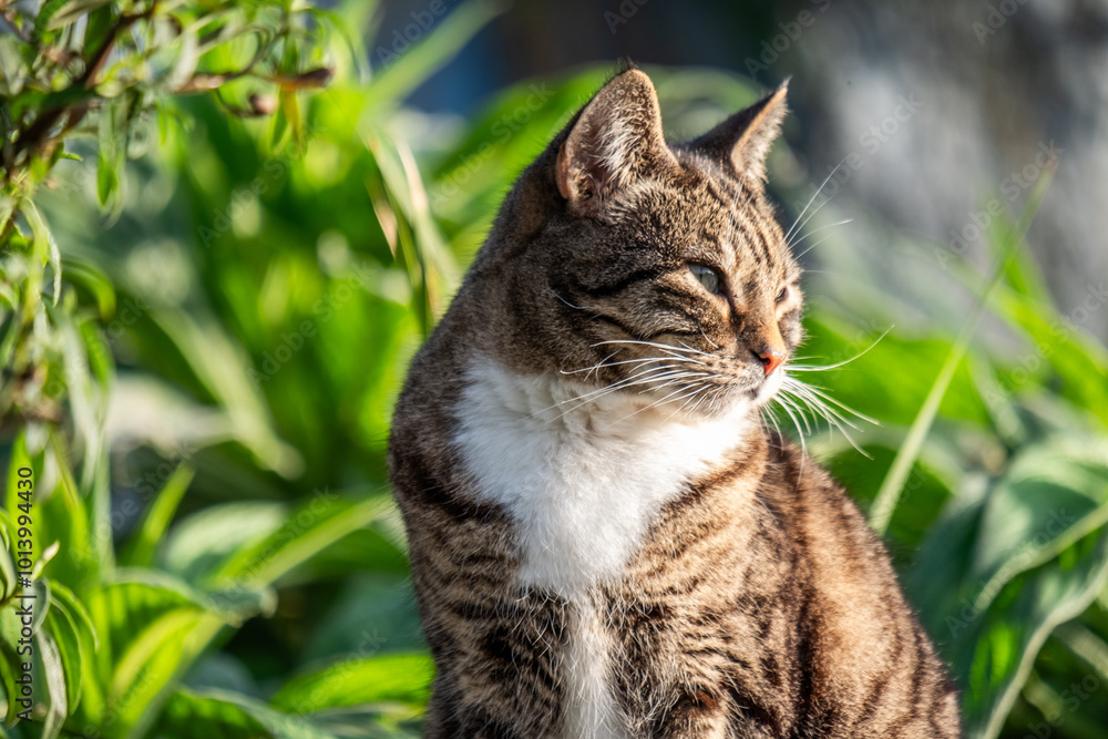 Content Tabby Cat Sitting Among Lush Greenery Sunlit Yard Tranquil Scene Peaceful Feline Observing Nature Feline Outdoors Serenity Concept Content Tabby Cat Sitting Among Lush Greenery Sunlit Yard Tranquil Scene Peaceful Feline Observing Nature Feline Outdoors Serenity Concept