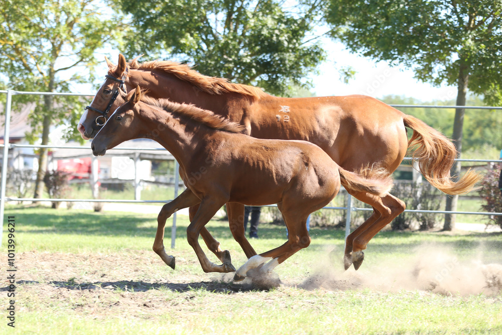Beautiful young foal and mare showing skills at rural animal farm on horse survey show Beautiful young foal and mare showing skills at rural animal farm on horse survey show