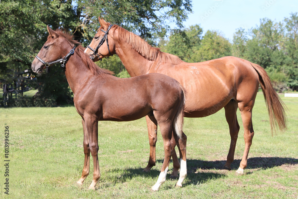 Obraz premium Beautiful young foal and mare showing skills at rural animal farm on horse survey show