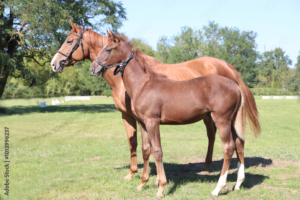 Beautiful young foal and mare showing skills at rural animal farm on horse survey show Beautiful young foal and mare showing skills at rural animal farm on horse survey show