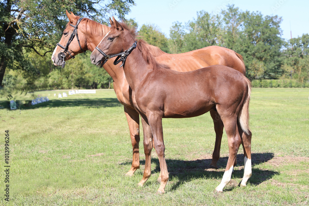 Beautiful young foal and mare showing skills at rural animal farm on horse survey show Beautiful young foal and mare showing skills at rural animal farm on horse survey show