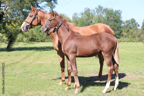 Beautiful young foal and mare showing skills at rural animal farm on horse survey show