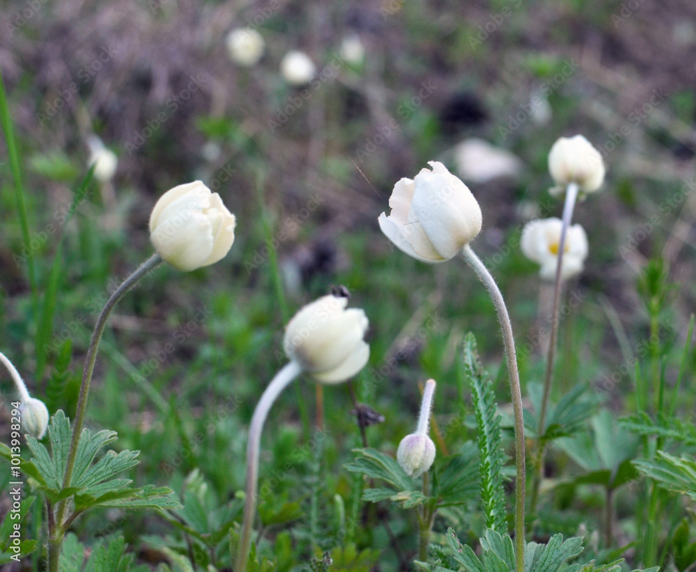In the wild, Anemone sylvestris blooms in the forest In the wild, Anemone sylvestris blooms in the forest