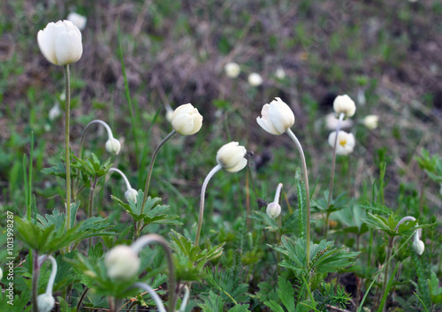 In the wild, Anemone sylvestris blooms in the forest photo