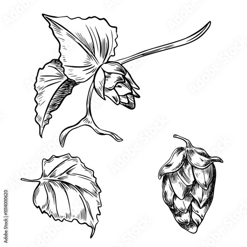 Hop cones on branch with leaves monochrome graphic vector illustration isolated. Humulus plant black white hand drawn in line art for design beer label, packaging, St Patrick day, Oktoberfest.