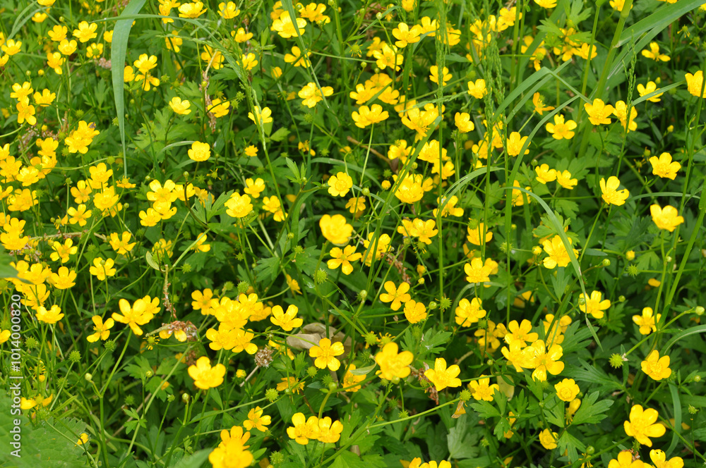 Creeping buttercup (Ranunculus repens) grows in nature Creeping buttercup (Ranunculus repens) grows in nature