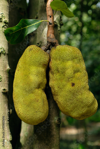 Jackruit fruits hanging from the tree in Medellin, Colombia photo