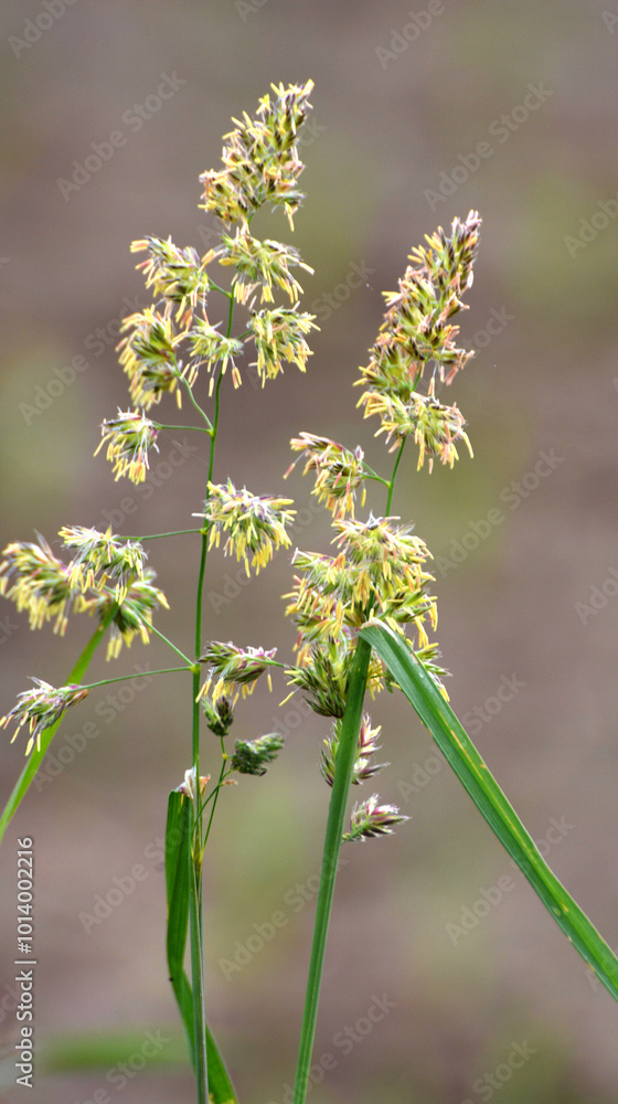 The herb Dactylis glomerata grows in nature The herb Dactylis glomerata grows in nature