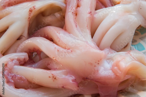 close-up: raw squids on a light pale blue plate