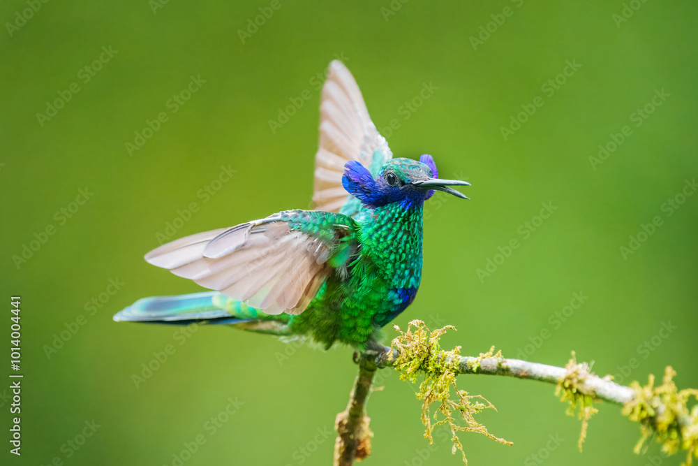 Obraz premium The sparkling violetear (Colibri coruscans), in flight on green background, on tree branch against green background, Mindo, Ecuador