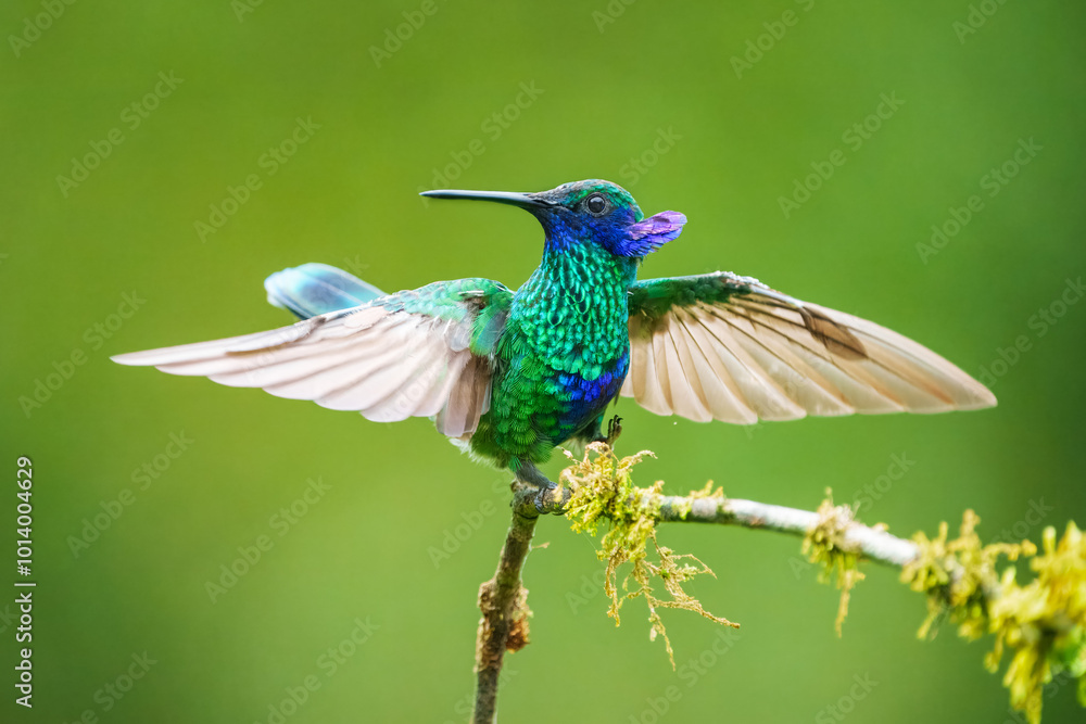 Fototapeta premium The sparkling violetear (Colibri coruscans), in flight on green background, on tree branch against green background, Mindo, Ecuador