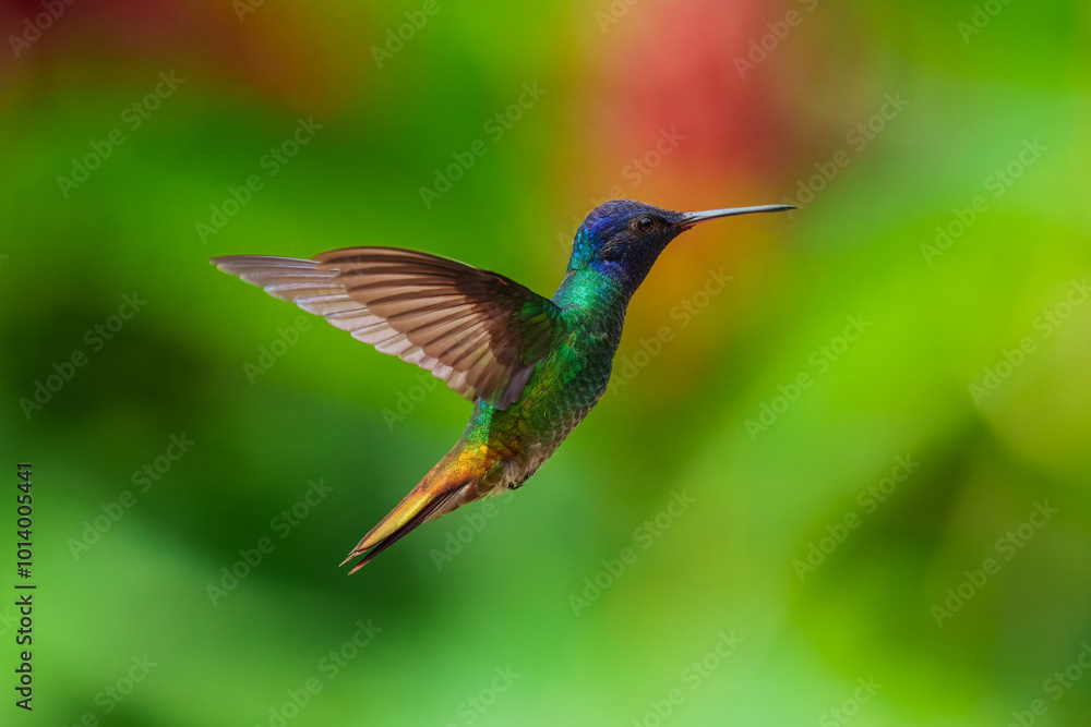 Flying Golden-tailed Sapphire - Chrysuronia oenone, beautiful colored hummingbird from Andean slopes of South America, Wild Sumaco, Ecuador. Flying Golden-tailed Sapphire - Chrysuronia oenone, beautiful colored hummingbird from Andean slopes of South America, Wild Sumaco, Ecuador.