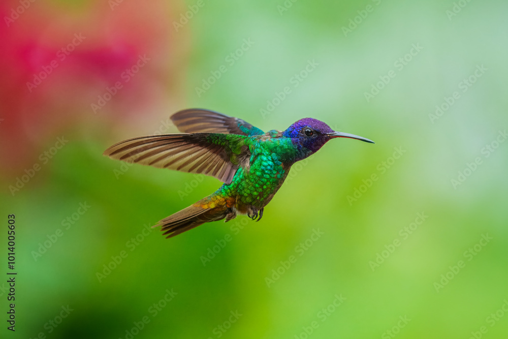 Fototapeta premium Flying Golden-tailed Sapphire - Chrysuronia oenone, beautiful colored hummingbird from Andean slopes of South America, Wild Sumaco, Ecuador.
