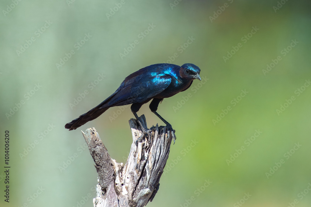 Obraz premium Burchell's starling or Burchell's glossy-starling (Lamprotornis australis) sitting at stake, flying