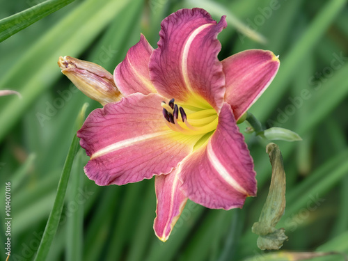 Hemerocallis daylily Little Wine Cup flower in a garden
