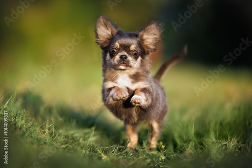 cute chihuahua puppy running on green grass in summer, close up