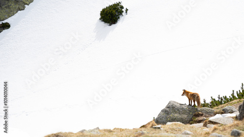 Fototapeta Naklejka Na Ścianę i Meble -  Lis w górach, zimą