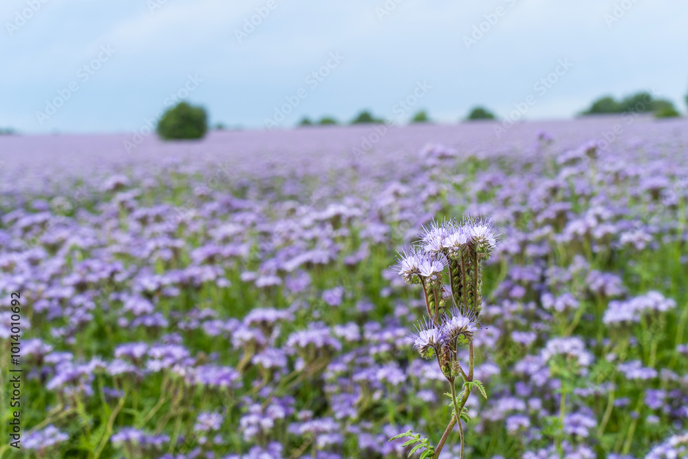 Field of blooming purple lacy phacelia flowers Field of blooming purple lacy phacelia flowers