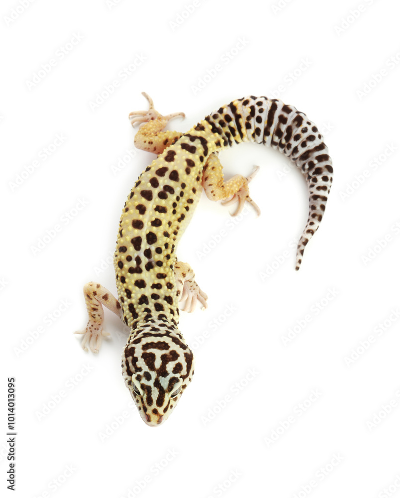 Naklejka premium One beautiful gecko isolated on white, top view