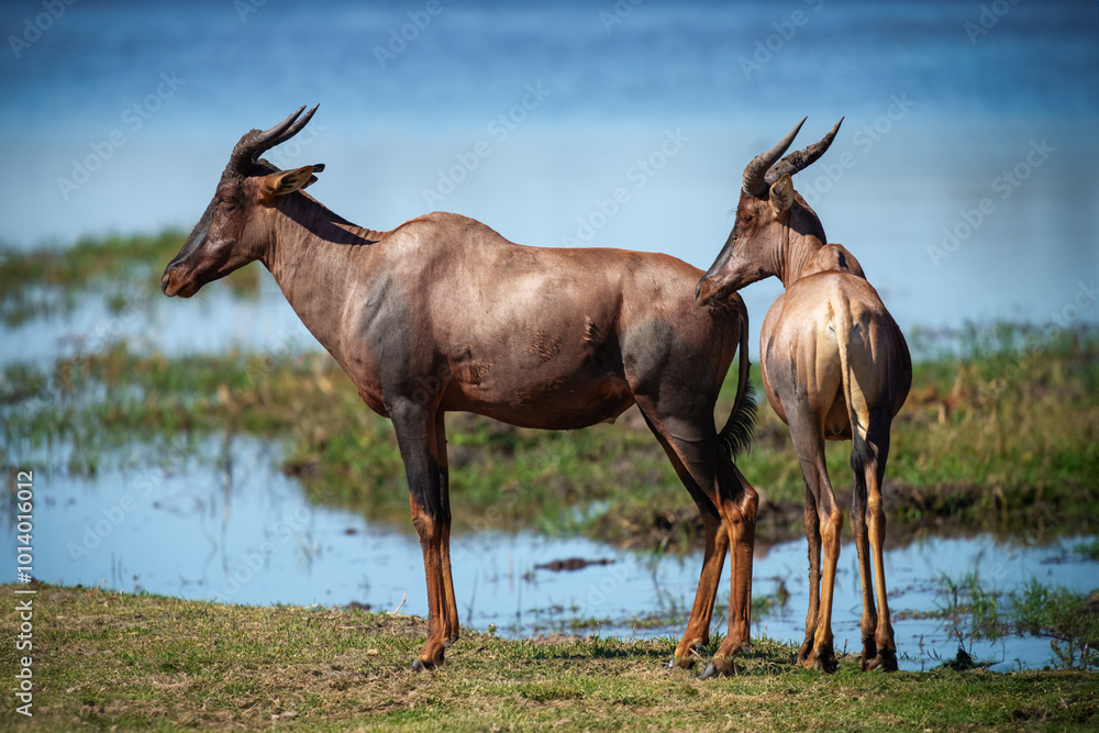 The topi (Damaliscus lunatus jimela) is a subspecies of the common tsessebe. It is a highly social and fast type of antelope found in the savannas, semi-deserts, and floodplains of sub-Saharan Africa. The topi (Damaliscus lunatus jimela) is a subspecies of the common tsessebe. It is a highly social and fast type of antelope found in the savannas, semi-deserts, and floodplains of sub-Saharan Africa.