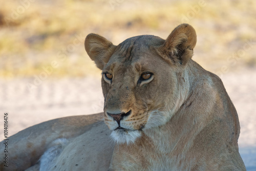 Lion female spotted in savannah during safari, Safari in Africa. Big angry young lion Okavango delta, Botswana. African lion walking in the grass, with beautiful evening light. 