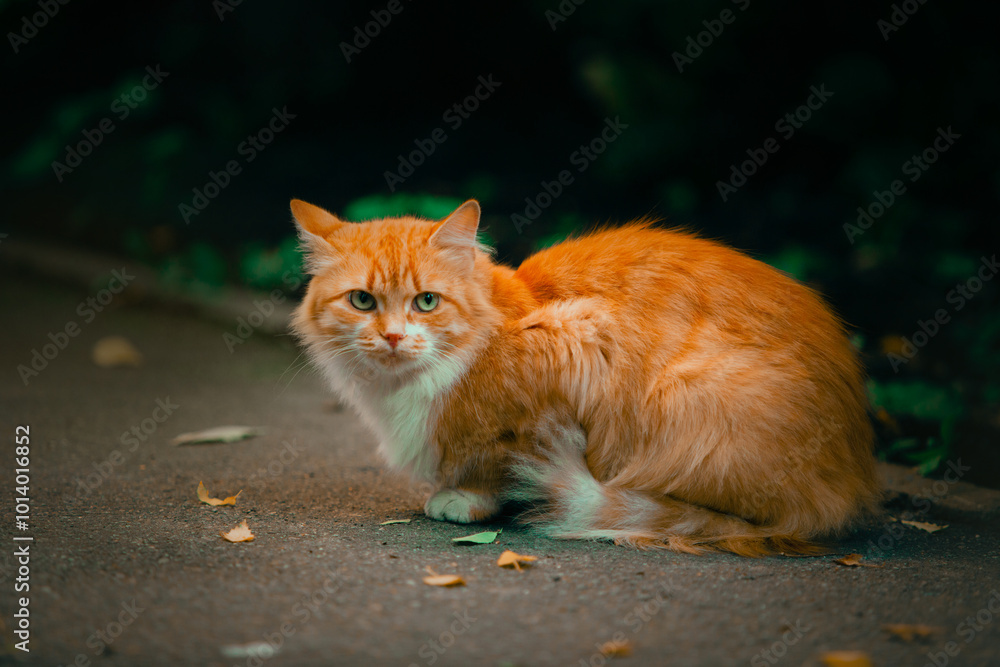 A beautiful, fluffy ginger cat sits on the road, where yellow birch leaves have fallen due to the arrival of autumn. A beautiful, fluffy ginger cat sits on the road, where yellow birch leaves have fallen due to the arrival of autumn.