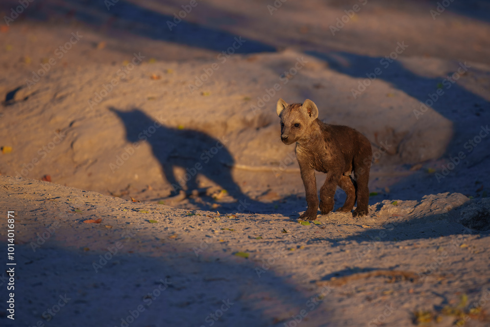 Young hyenas babies at the burrow. Spotted Hyena (Crocuta crocuta) Young hyena pup, beautiful evening sunset in Botswana. Young hyenas babies at the burrow. Spotted Hyena (Crocuta crocuta) Young hyena pup, beautiful evening sunset in Botswana.