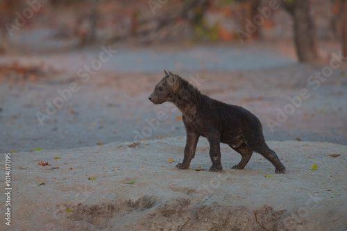 Young hyenas babies at the burrow. Spotted Hyena (Crocuta crocuta) Young hyena pup, beautiful evening sunset in Botswana.