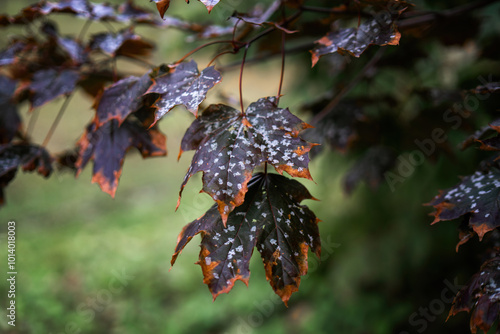 Photography Autumn's palette unfolds as dark maple leaves with vibrant orange edges showcase