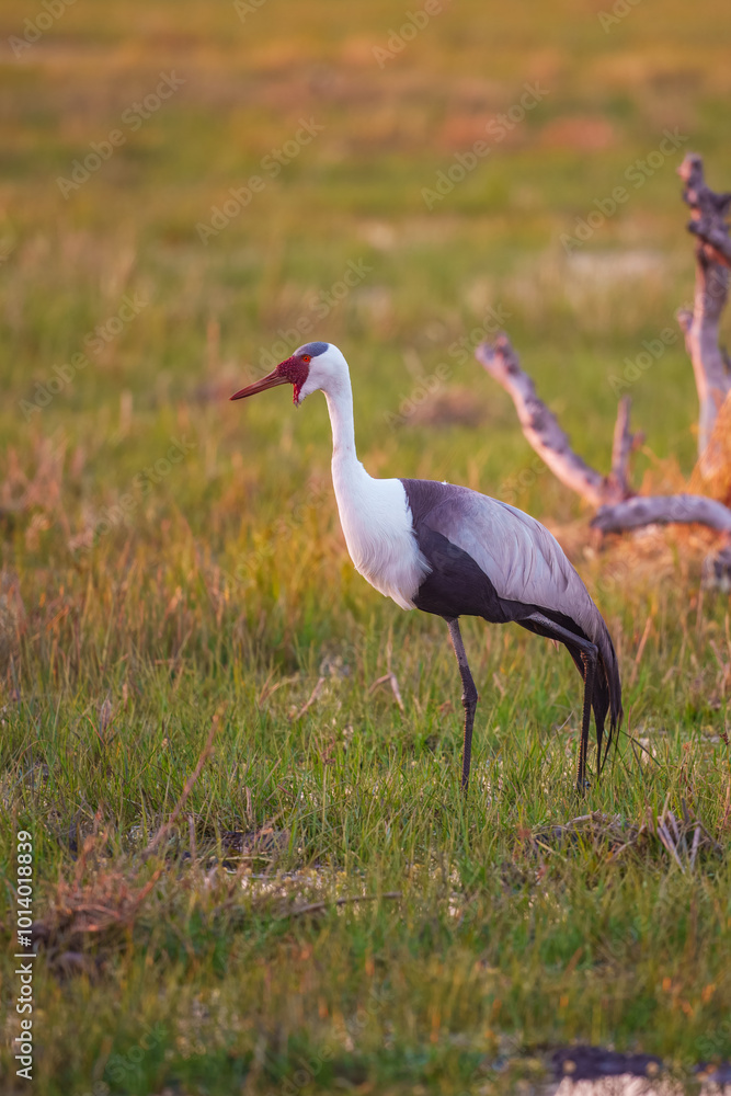 A horizontal, full length, colour photo of two Wattled cranes, Bugeranus carunculatus, in the Okavango Delta, Botswana. A horizontal, full length, colour photo of two Wattled cranes, Bugeranus carunculatus, in the Okavango Delta, Botswana.