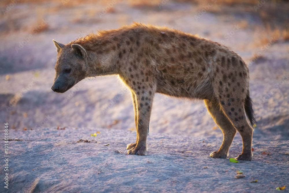 Fototapeta premium Hyena, detail portrait. Spotted hyena, Crocuta crocuta, angry animal, beautiful evening sunset. Animal pup nature, Okavango delta, Botswana. 