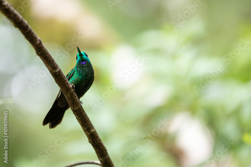 Green-Crowned Brilliant Hummingbird (Heliodoxa jacula) in Costa Rica photo