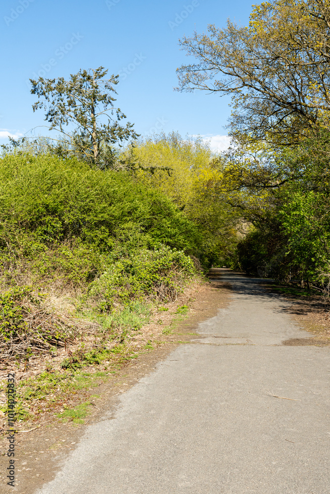 Fototapeta premium road and trees to country park on spring day under blue sky