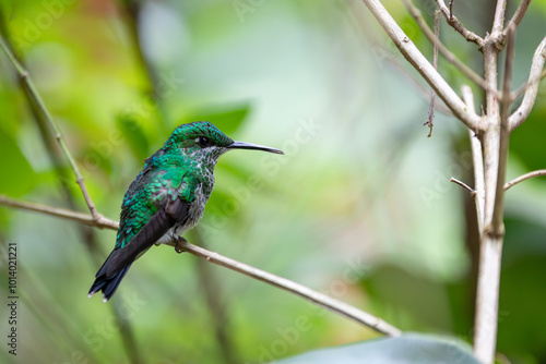 Female Green-Crowned Brilliant in Costa Rica