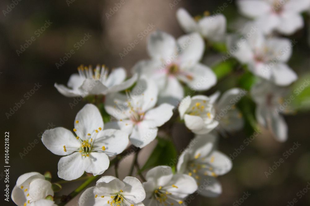 Close-up of blooming cherry blossoms in spring sunlight Close-up of blooming cherry blossoms in spring sunlight