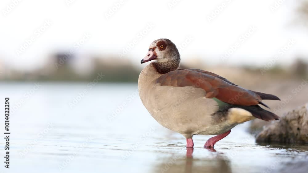 Egyptian Goose relaxing at sunset Egyptian Goose relaxing at sunset