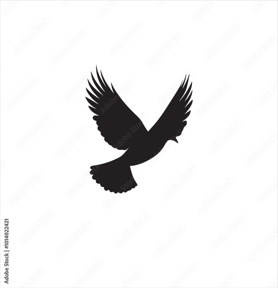 pigeon isolated on white background