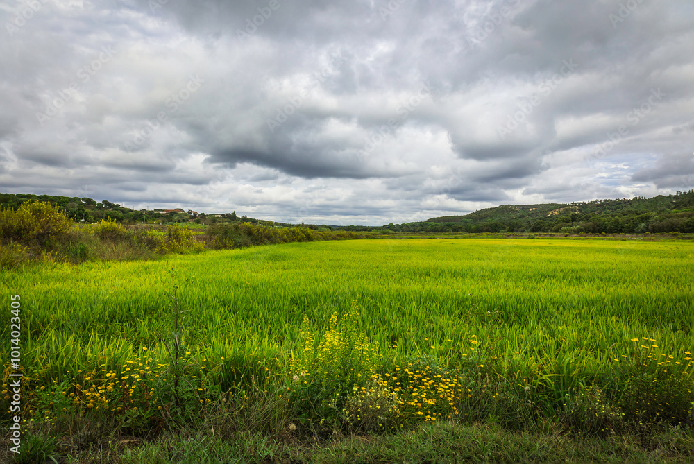 Beautiful golden rice fields plains in the portuguese region of Chamusca - Ribatejo - Portugal Beautiful golden rice fields plains in the portuguese region of Chamusca - Ribatejo - Portugal