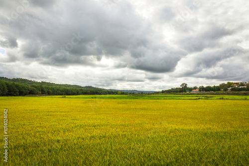 Beautiful golden rice fields plains in the portuguese region of Chamusca - Ribatejo - Portugal