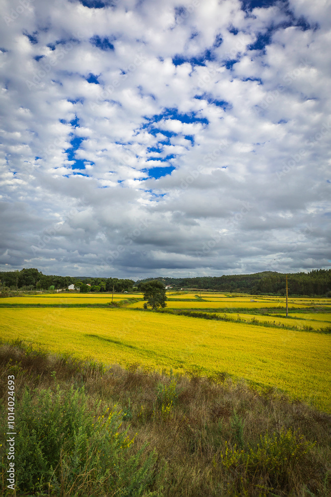 Obraz premium Beautiful golden rice fields plains in the portuguese region of Chamusca - Ribatejo - Portugal