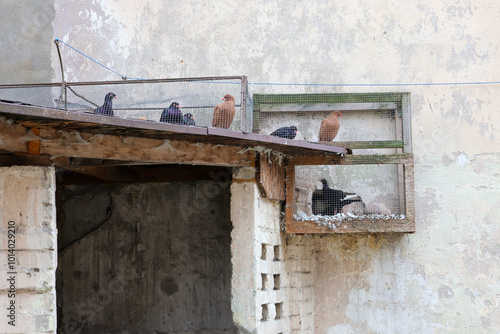 Pigeons in cages on the roof of a garbage dump.