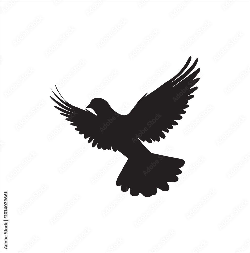 pigeon isolated on white background