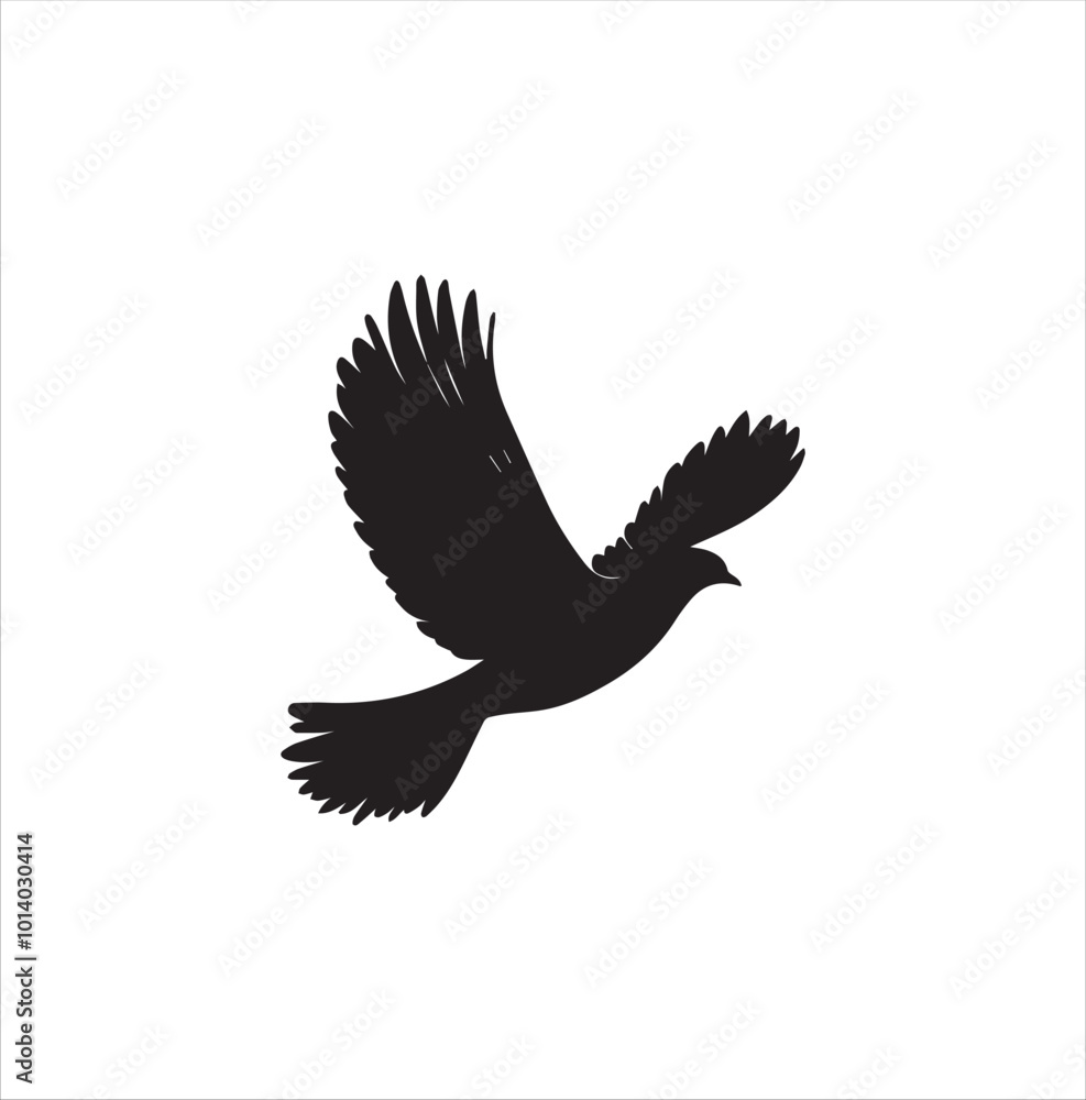 pigeon isolated on white background