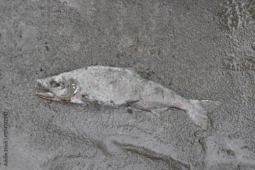 Dead salmon laying on a sandy riverbank, partially buried in sand. Fish has spawned and then died, in the typical normal lifecycle.  Fish is grey and decomposing.