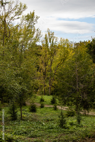 forest in autumn