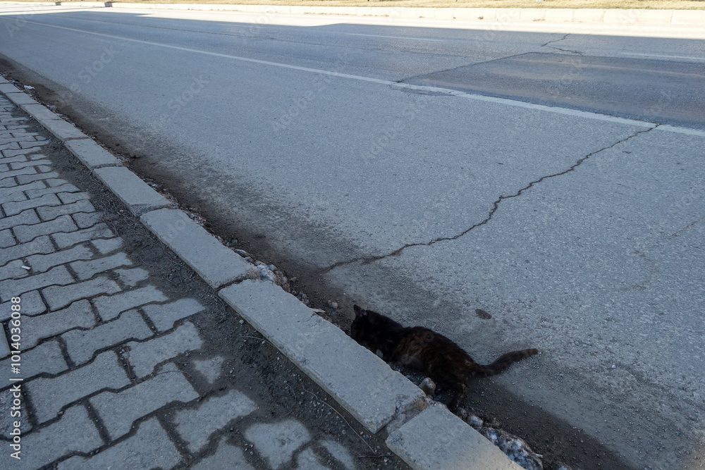 Close-up of a black cat that died after being hit by a car on the side of the main road,