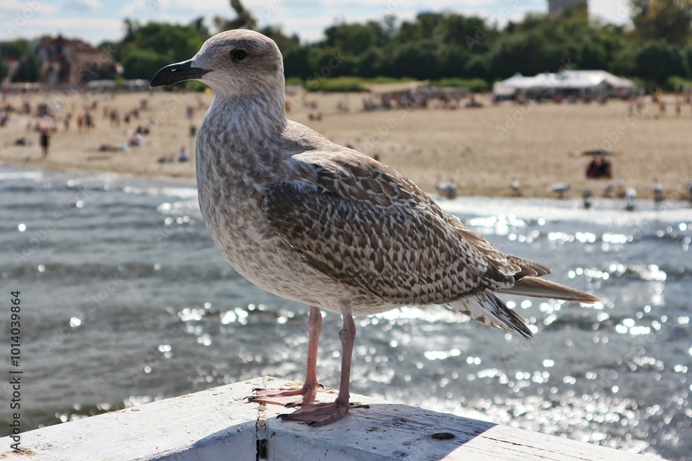 Young herring gull against a blurry background of sea and beach. Young herring gull against a blurry background of sea and beach.