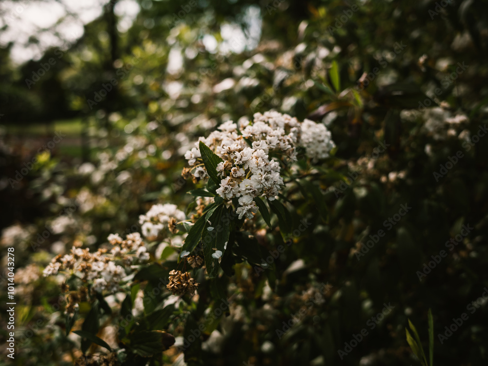 White flowers in the garden