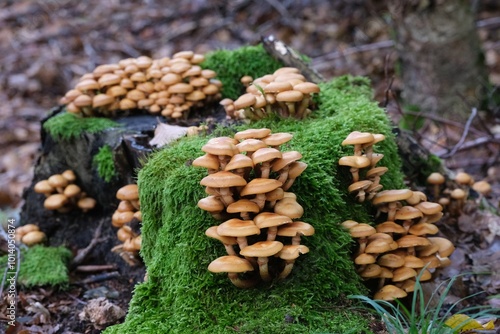 Mushrooms Kuehneromyces mutabilis (synonym: Pholiota mutabilis) and pocket knife. It is commonly known as the sheathed woodtuft. Is an edible mushroom that grows in clumps on tree.